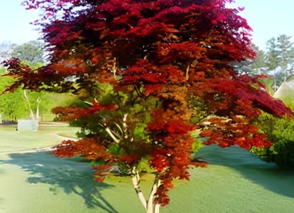 Почему аренда косметологического оборудования премиум-класса выгоднее, чем покупка?