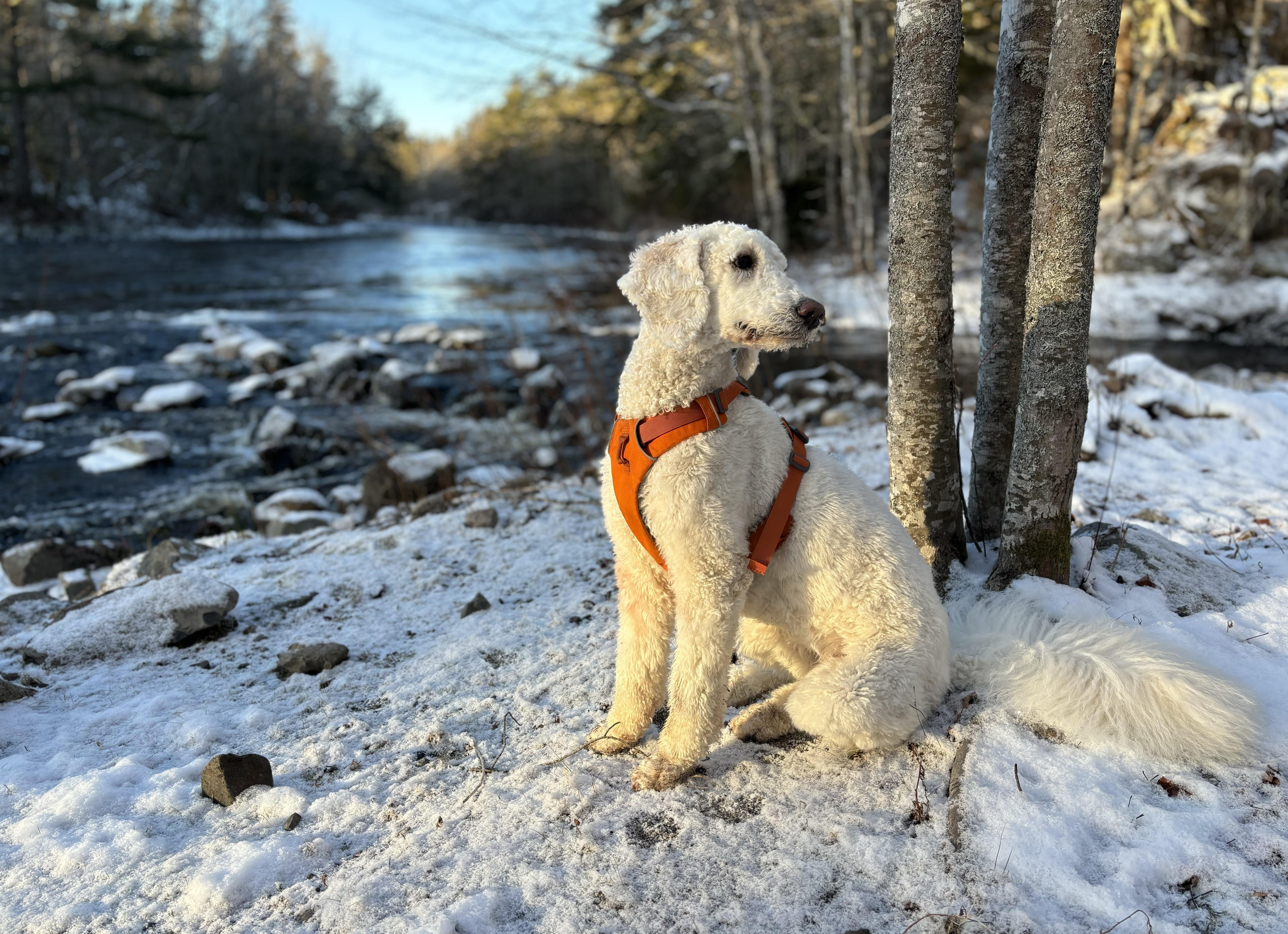 Как часто подстригаться, чтобы сохранить здоровье волос?